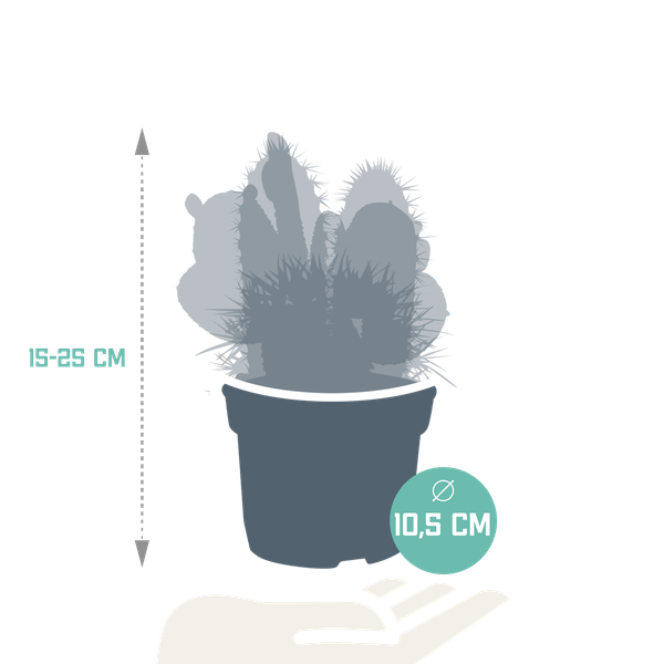 Kakteen Mix - 10,5 cm - 3 Stück - 12cm
