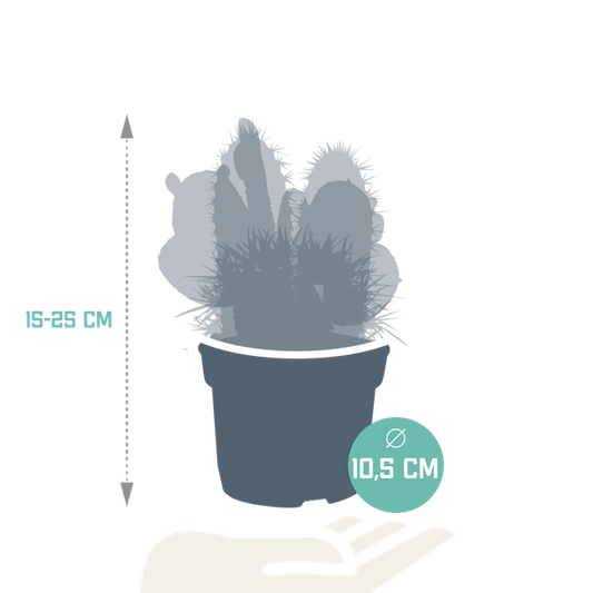 Kakteen Mix - 10,5 cm - 3 Stück - 12cm 