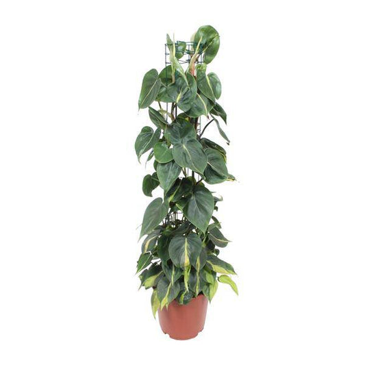 Baumfreund - Philodendron Scandens Brasil - Zimmerpflanze - Ø24cm - ↕120cm 