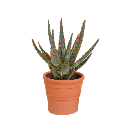 Sukkulente - Aloe Zebrina Dannyz - 10,5cm - Zimmerpflanze - im Terrakotta-Topf 