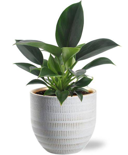 Philodendron Green Princess – Baumfreund – Zimmerpflanze Ø12cm ↕25cm – Pflegeleicht – inkl. Beau Topf Weiß Ø14x13cm 
