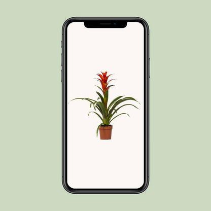 Bromelie - Guzmania Ostara - Zimmerpflanze - Ø12cm - ↕45cm