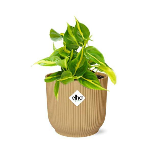 Baumfreund - Philodendron Scandens 'Brasil' - Zimmerpflanze - Topf Vibes Falten 14cm Gelb
