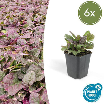 Kriechender Günsel - Ajuga reptans 'Burgundy Glow' - ↕10-25cm - Ø9cm - 6 Stück