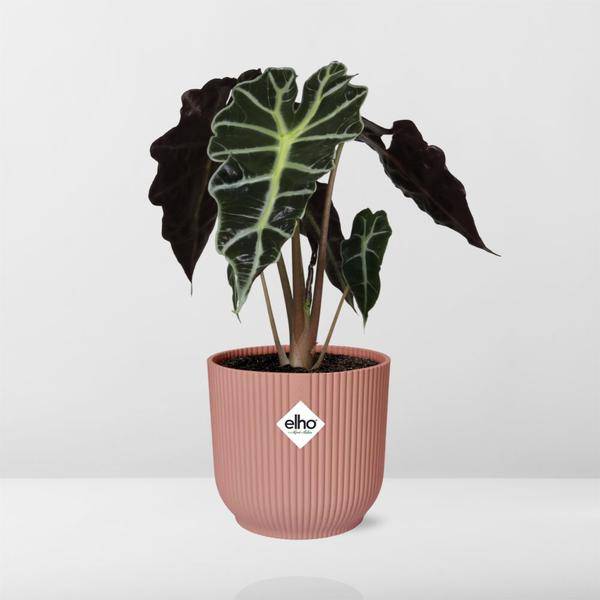 Elefantenohr - Alocasia Polly - Zimmerpflanze + Topf Vibes Falten 14cm Rosa
