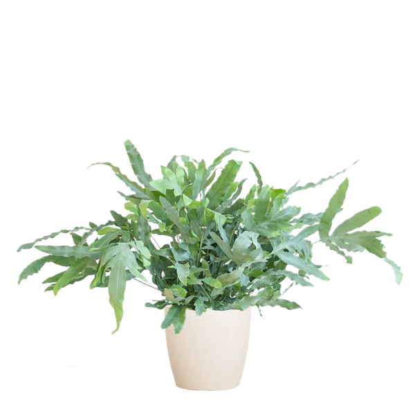 Phlebodium Aureum 'Blue Star' - Blauer Tüpfelfarn - Zimmerpflanze + Topf Viber Weiß - ↕40cm - Ø17cm