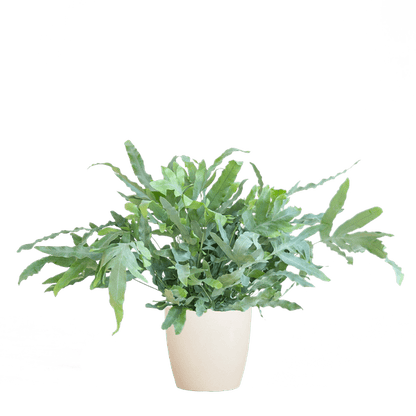 Phlebodium Aureum 'Blue Star' - Blauer Tüpfelfarn - Zimmerpflanze + Topf Viber Weiß - ↕40cm - Ø17cm