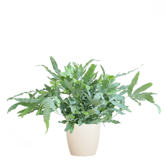 Phlebodium Aureum 'Blue Star' – Blauer Tüpfelfarn – Zimmerpflanze + Topf Viber Weiß – Ø17 cm – Höhe 40 cm – Graublaue Blätter – Biologisch Abbaubarer Topf – Pflegeleicht & Dekorativ 