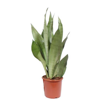 Bogenhanf - Sansevieria Moonshine - Zimmerpflanze - Ø17cm - ↕60cm