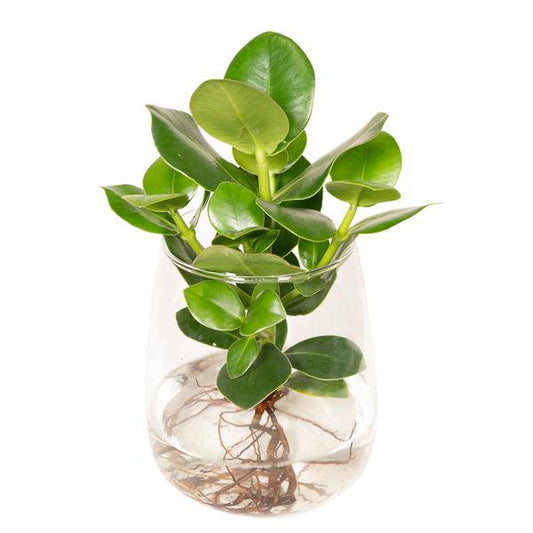 Balsamapfel Clusia – Hydroponische Zimmerpflanze im Kingston Glas – Ø12cm – 30cm Höhe – grünes dekoratives Laub – pflegeleicht & ohne Blüten