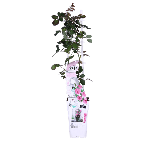 Kletterose - Rose Verrückt nach Liebe 'Pink' - ↨65cm - Ø15cm - 3 Stück 