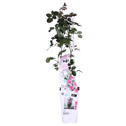 Kletterose - Rose Verrückt nach Liebe 'Pink' - ↨65cm - Ø15cm - 3 Stück 