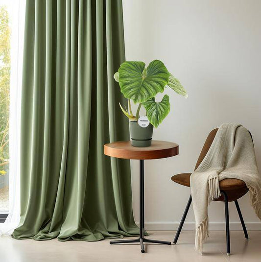 Philodendron Plowmanii – Baumfreund Zimmerpflanze – Ø15cm – ca. 50cm hoch – Luftreinigend & pflegeleicht – Für halbschattige Standorte 