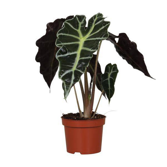 Pfeilblatt - Alocasia Amazonica Polly - Zimmerpflanze - Ø12cm - ↕30cm 