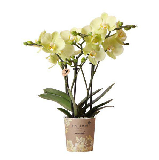gelbe Phalaenopsis Orchidee Topfgröße Ø9cm | blühende Zimmerpflanze - frisch vom Züchter - Oasis of Life
