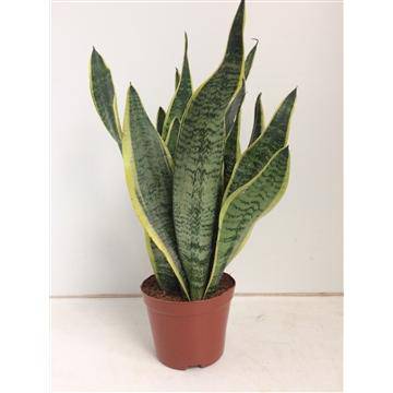 Bogenhanf - Sansevieria Futura Superba - Zimmerpflanze - Ø14cm - ↕40cm 