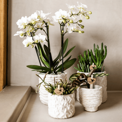 Star Fish Blumentopf Off White Ø9cm – Dekorativer Keramiktopf mit Seestern-Muster – Sommerlicher Pflanzentopf im maritimen Design – Blumendeko für Wohnzimmer, Küche & Bad 