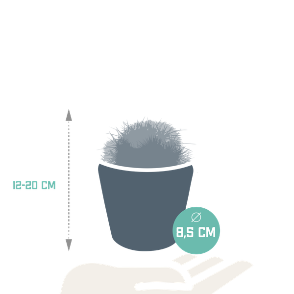 Kaktus - Bolcactus - Mix - 8,5 cm - Zimmerpflanze - im Mexicaanse-Topf