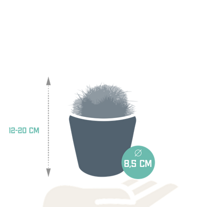 Kaktus - Bolcactus - Mix - 8,5 cm - Zimmerpflanze - im Mexicaanse-Topf