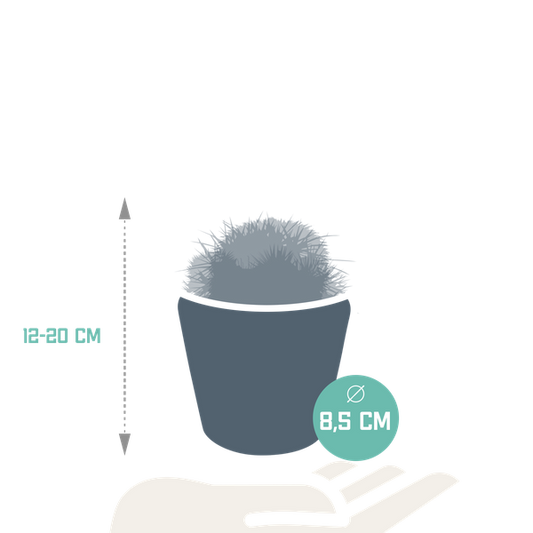 Kaktus - Bolcactus - Mix - 8,5 cm - Zimmerpflanze - im Mexicaanse-Topf 
