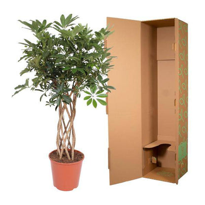 Strahlenaralie - Schefflera Arboricola Compacta - Zimmerpflanze - 140cm - ø30cm