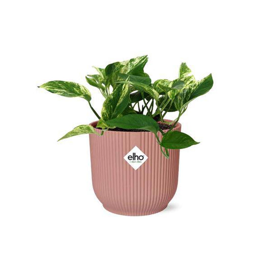 Efeutute - Scindapsus Epipremnum Marble Queen - Zimmerpflanze + Topf Vibes Fold 14cm Rosa
