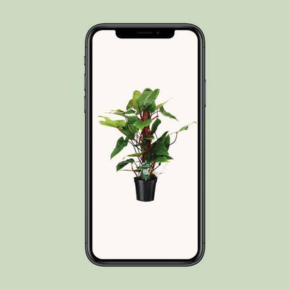 Baumfreund - Philodendron Roter Smaragd - Zimmerpflanze - Ø19cm - ↕80cm