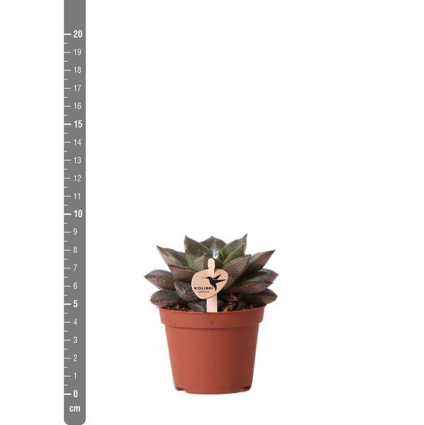 Grünpflanze - Sukkulente Echeveria Purpusorum - Topfgröße Ø6cm - grüne Zimmerpflanze - frisch aus der Gärtnerei - Oasis of Life