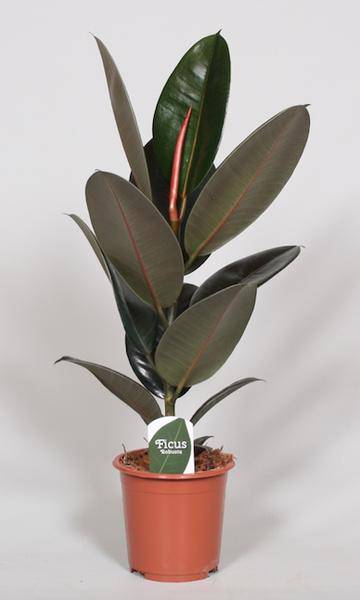Ficus Elastica Abidjan – Gummibaum – Zimmerpflanze – Ø17cm – 60cm hoch – Dunkelgrünes, glänzendes Laub – Pflegeleicht & dekorativ 