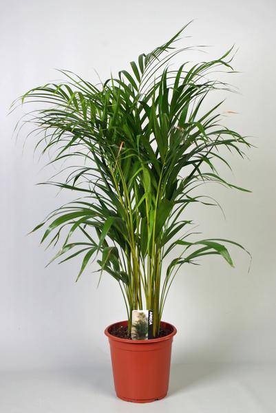 Goldfruchtpalme - Dypsis Lutescens - Areca-Palme - Zimmerpflanze Ø21cm - ↕100cm
