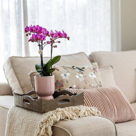 Phalaenopsis Orchidee Rosa – Sorte El Salvador – inkl. Ziertopf Diabolo Rosa Ø9cm – 2–3 Blütenzweige – Elegante Zimmerpflanze im dekorativen Übertopf – Pflegeleicht & dekorativ 
