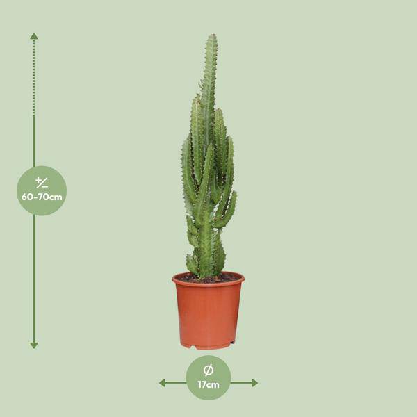 Dreikantige Wolfsmilch - Euphorbia Trigona - Zimmerpflanze - Ø17cm - ↕70cm