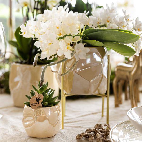 Kombi-Angebot Perlen Travertin Töpfe – 3er-Set Ø6/9/12 cm – stilvolle Keramik-Pflanzgefäße für Orchideen, Sukkulenten & Zimmerpflanzen 