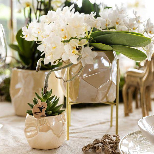 Kombi-Angebot Perlen Travertin Töpfe – 3er-Set Ø6/9/12 cm – stilvolle Keramik-Pflanzgefäße für Orchideen, Sukkulenten & Zimmerpflanzen 