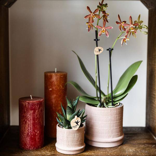 Bali Dekotopf - Sand - Ø6cm 