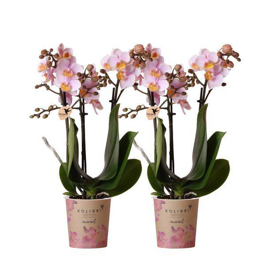 Kolibri Orchids | COMBI DEAL von 2 Rosa Phalaenopsis Orchideen - Andorra - Topfgröße Ø9cm | blühende Zimmerpflanze - frisch vom Züchter - Oasis of Life