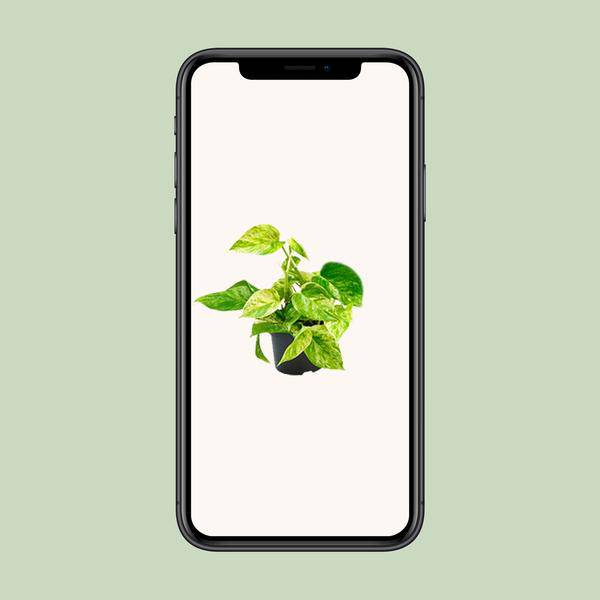 Epipremnum Marble Queen - Scindapsus - Ø15cm - ↕25cm - Ø12 - ↨15cm - Oasis of Life