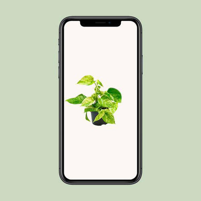 Epipremnum Marble Queen - Scindapsus - Ø15cm - ↕25cm - Ø12 - ↨15cm - Oasis of Life