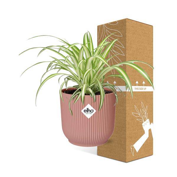 Grünlilie - Chlorophytum Comosum Variegatum - Zimmerpflanze + Topf Vibes Fold 14cm Rosa