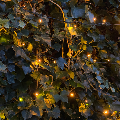 Hedera Hibernica – Efeu Fertighecke – Höhe ca. 180cm – Immergrüne Hecke – dichter Sichtschutz & sofortige Privatsphäre für Garten & Terrasse
