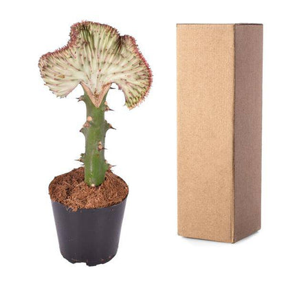 Euphorbia lactea Cristata Rot - Drachenknochenkaktus - Zimmerpflanze - ↕30 cm - ø10,5cm
