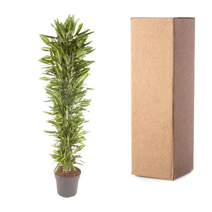 Drachenbaum - Dracaena Cintho - Zimmerpflanze - 210cm - ø40cm