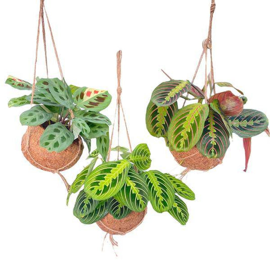 Kokodama Maranta Mix – 3 Pflanzen – Hängepflanzen – Zimmerpflanzen – Ø15cm – Höhe ca. 20cm – tropischer Mix im Natur-Kokodama 