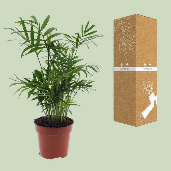 Chamaedorea Elegans - Mexikanische Bergpalme - Ø17cm - ↕55cm - Ø12cm - ↕40cm - Oasis of Life
