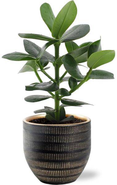 Clusia Rosea Princess – Balsamapfel – Zimmerpflanze Ø12cm ↕15cm – Mit Beau Topf Schwarz Ø14x13cm – Tropisch & pflegeleicht – Kompakt & dekorativ 
