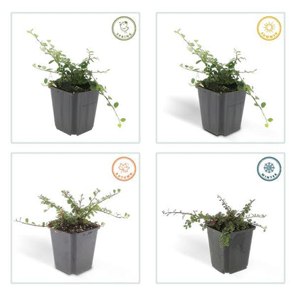 Zwergmispel Cotoneaster prostratus 'Streib's Findling' – ↕10-25cm – Ø9cm – 60 Pflanzen – Robuster Bodendecker – Weiße Blüten & rote Beeren – Sonne & Schatten – Pflegeleicht