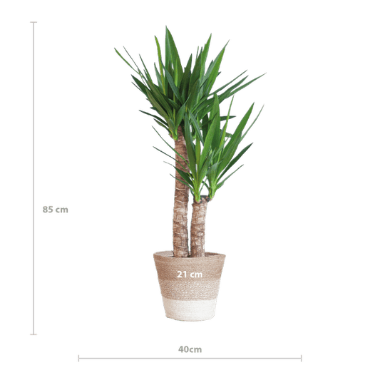 Yucca Elephantipes – Riesen-Palmlilie – Zimmerpflanze – ca. 90cm hoch – Ø21cm – In Pflanzkorb Lissabon Weiß – Pflegeleicht & dekorativ 