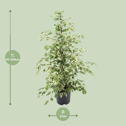 Bikrenfeige Ficus benjamina 'Twilight' – Zimmerpflanze – ca. 95cm Höhe – Eleganter, grüner Blickfang für helle Innenräume 