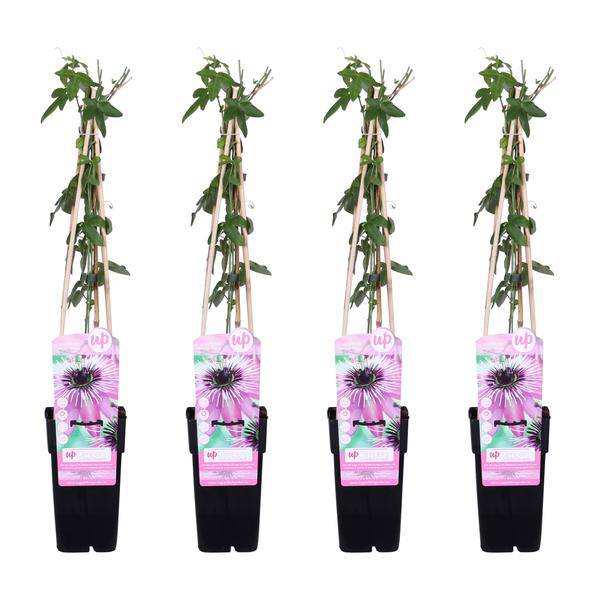 Passionsblume - Passiflora 'Purple Haze' - ↨65cm - Ø15cm - 4 Stück