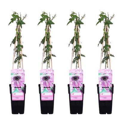 Passionsblume - Passiflora 'Purple Haze' - ↨65cm - Ø15cm - 4 Stück